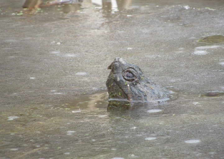 Common Snapping Turtle